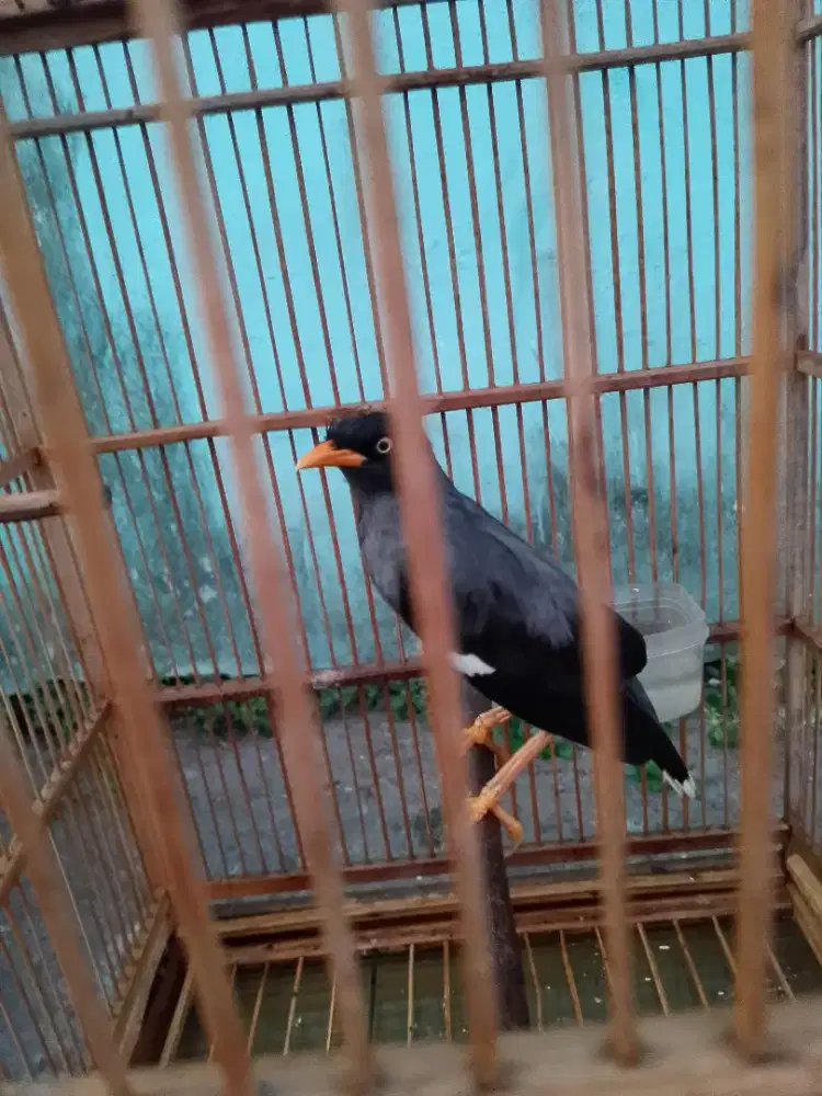 jalak kebo fullset bisa dikirim mata putih