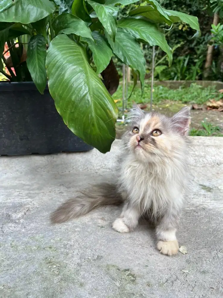 KUCING BSH X PERSIA