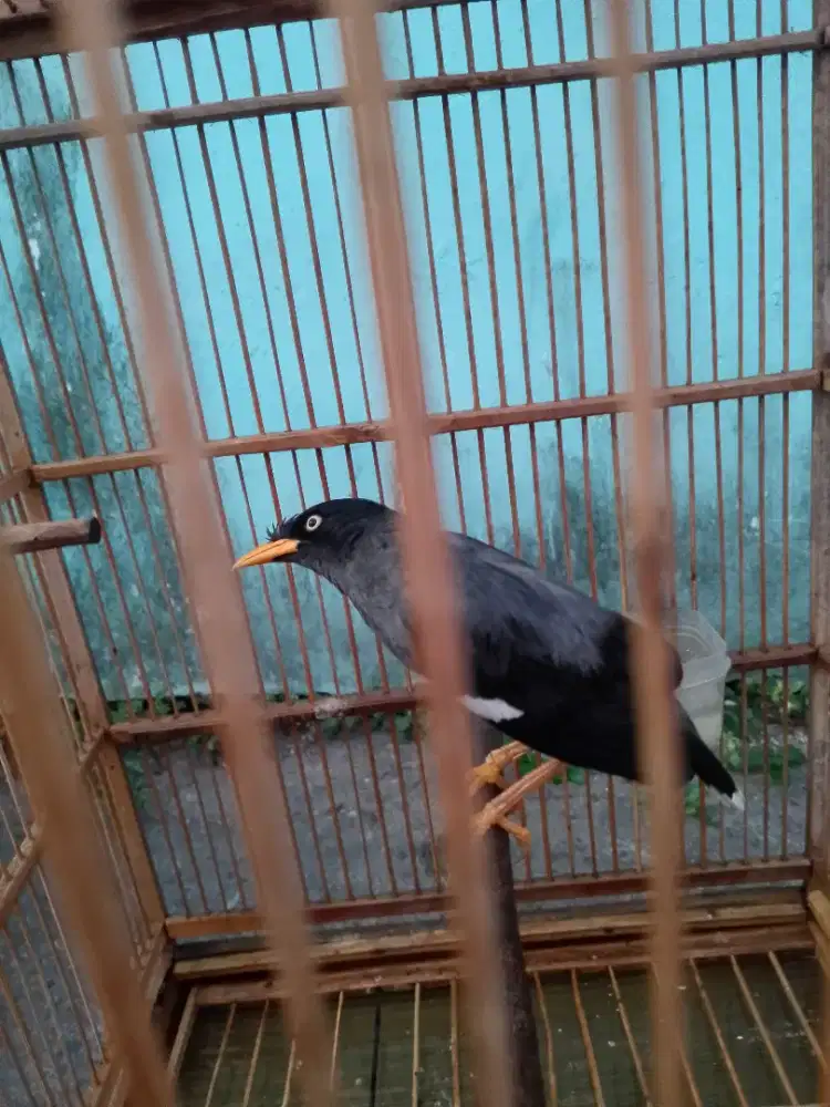 Jalak kebo kaki suh deker fullset gacor isian banyak