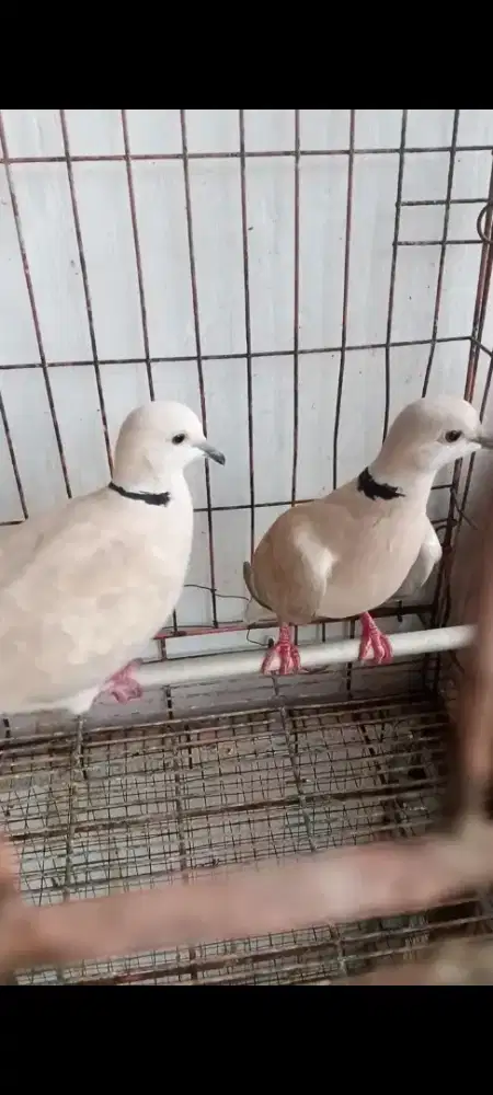 Burung puter pelung
