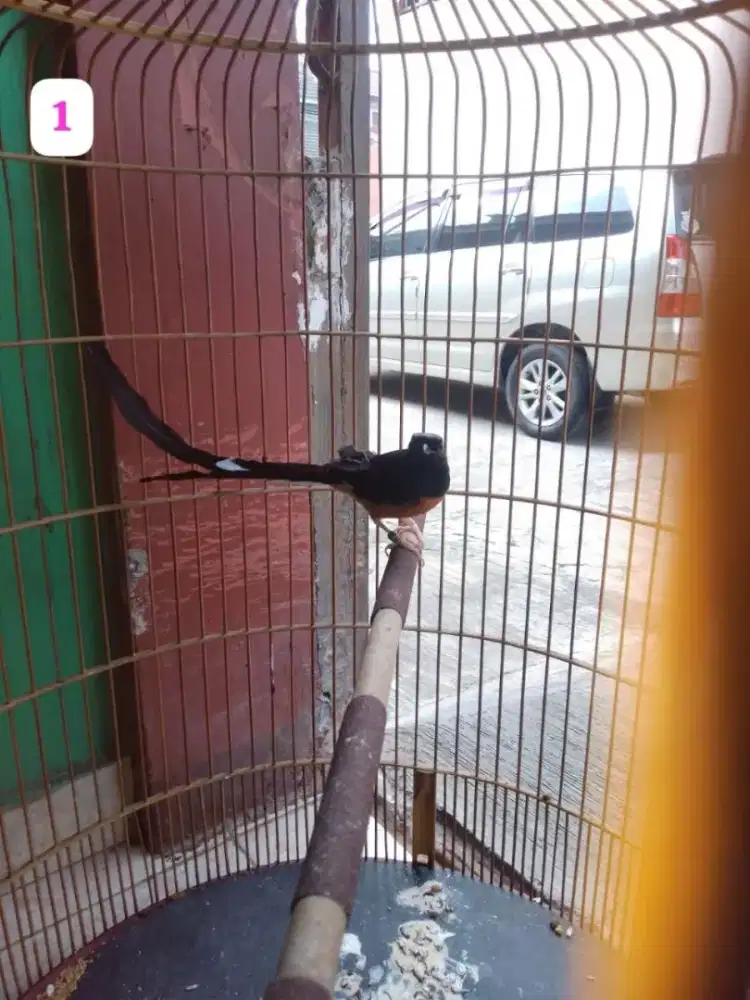 Murai batu hasil ternak sendiri