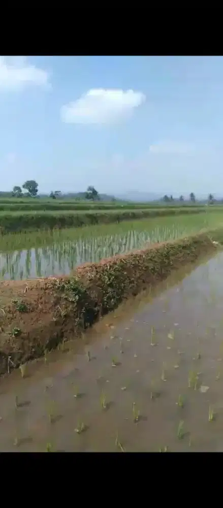 Dijual cepat sawah murah daerah salam jaya Purwakarta