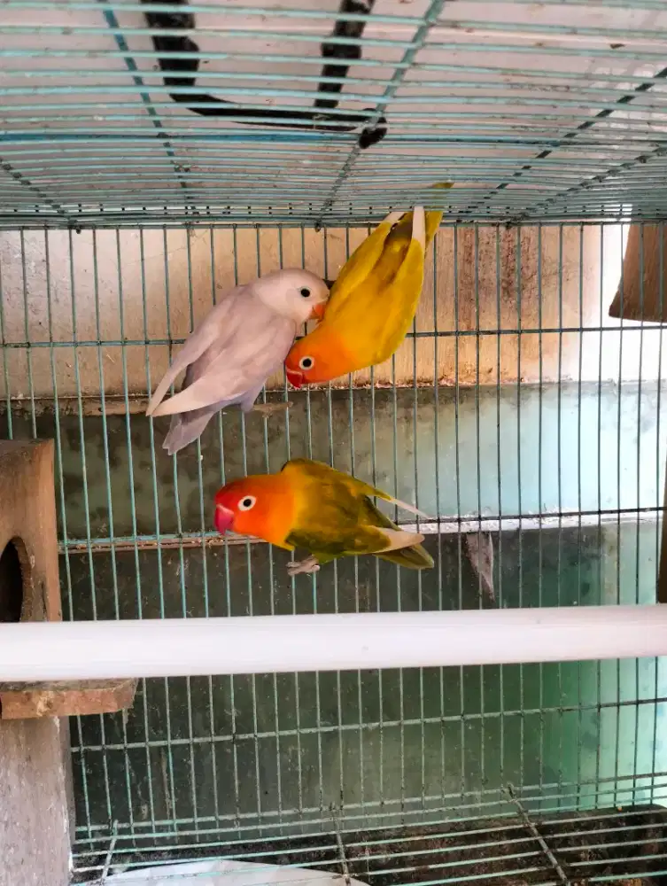Lovebird Warna Bagus (Sepaket 3 Ekor)