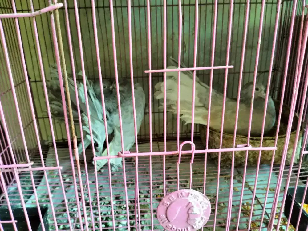 Merpati Indian Fantail warna Silver - Langka
