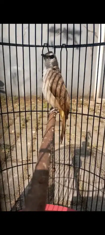BURUNG CRUKCUK ROPEL