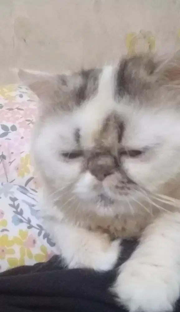 Peaknose Pejantan tangguh karakter alpha