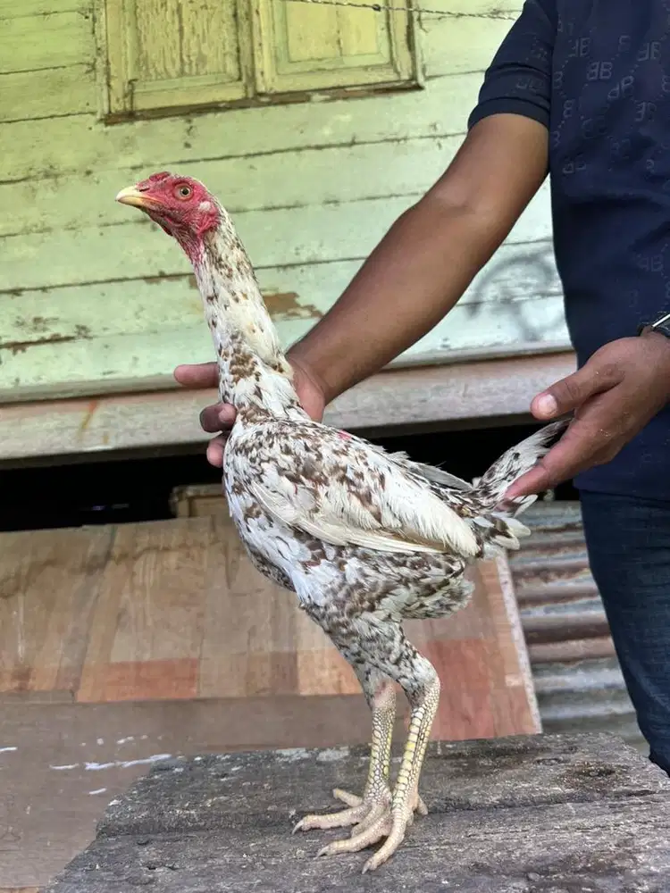 Ayam indukan siap bertelur