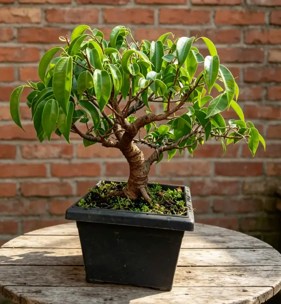 Bonsai beringin mame