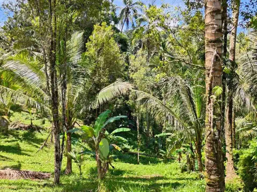 Tanah View Sungai Kecil dekat Puri Dajuma Tabanan Bali