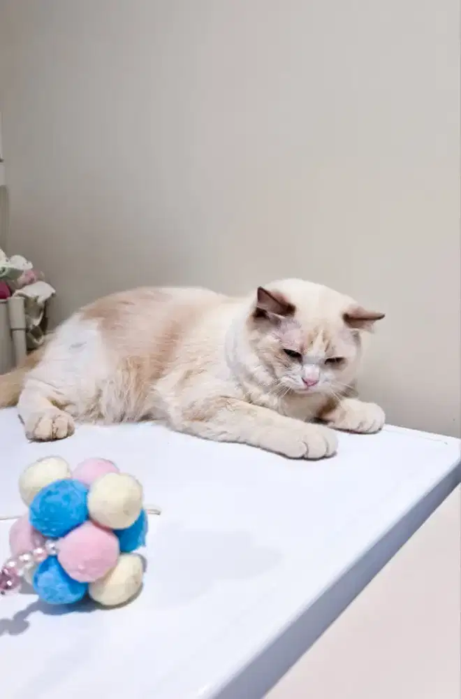 Ragdoll Blue Bicolor Jantan 1 tahun anak ped lepas non ped