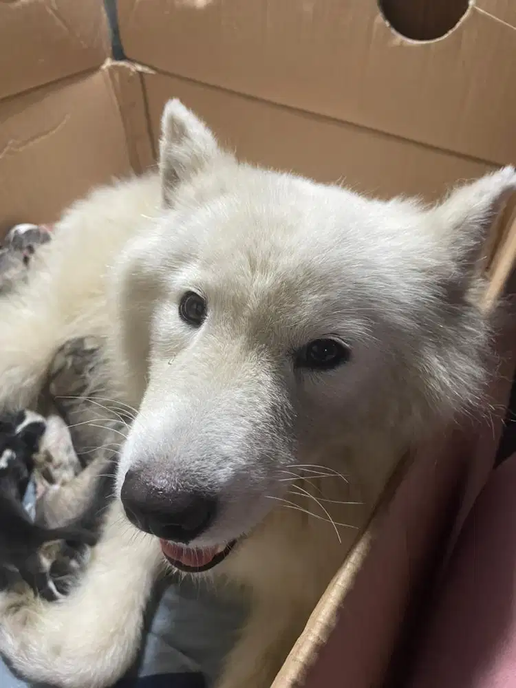 Open booking anak samoyed x alaskan malamute