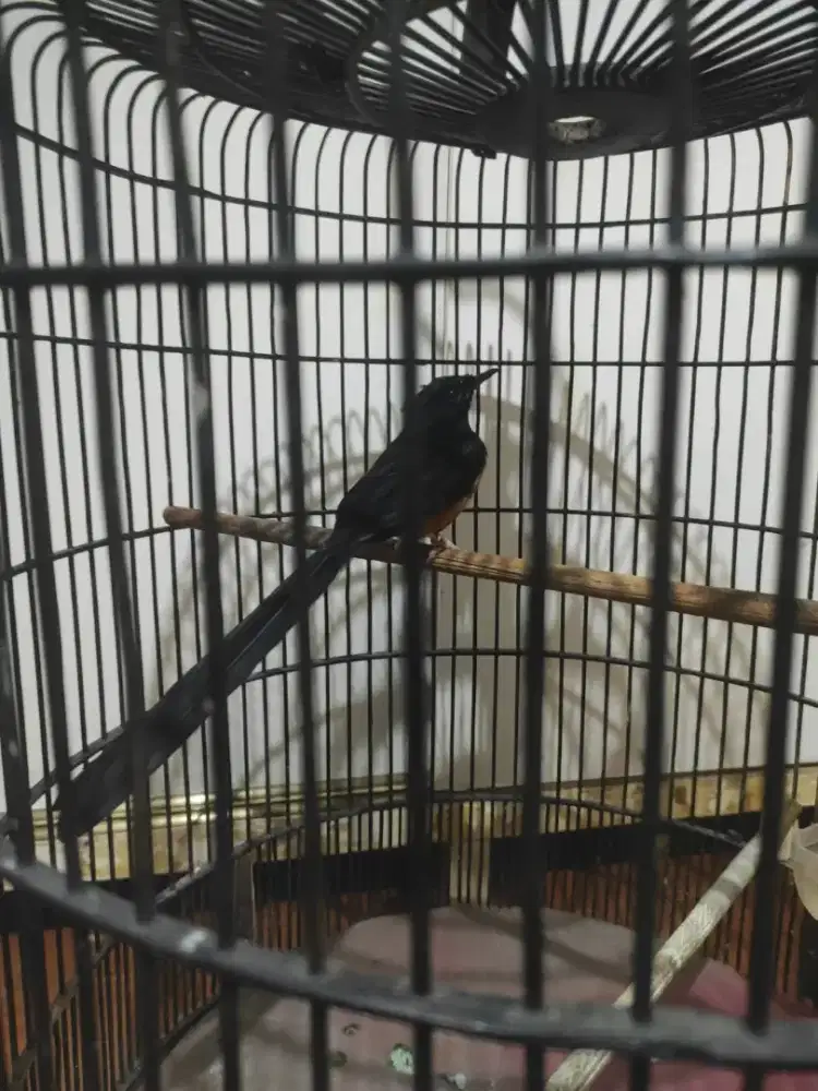 Dijual burung murai