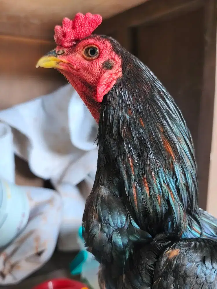 Ayam trah Pamangon