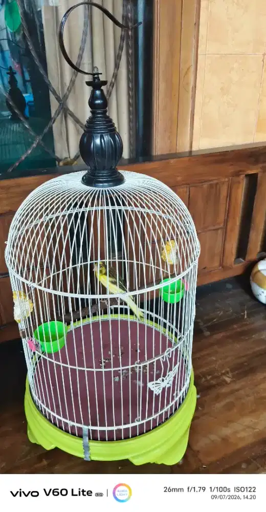 DI JUAL BURUNG KENARI AF X F1YS FULLSET