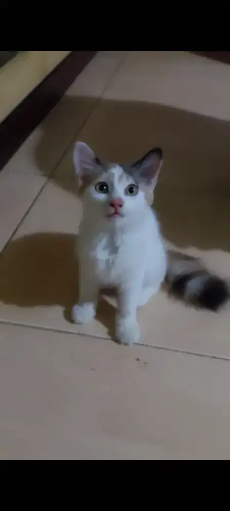 Open Adopt Kucing Kitten Persia