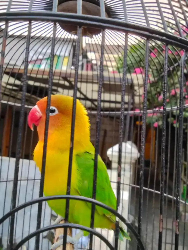Lovebird dewasa jantan gestang