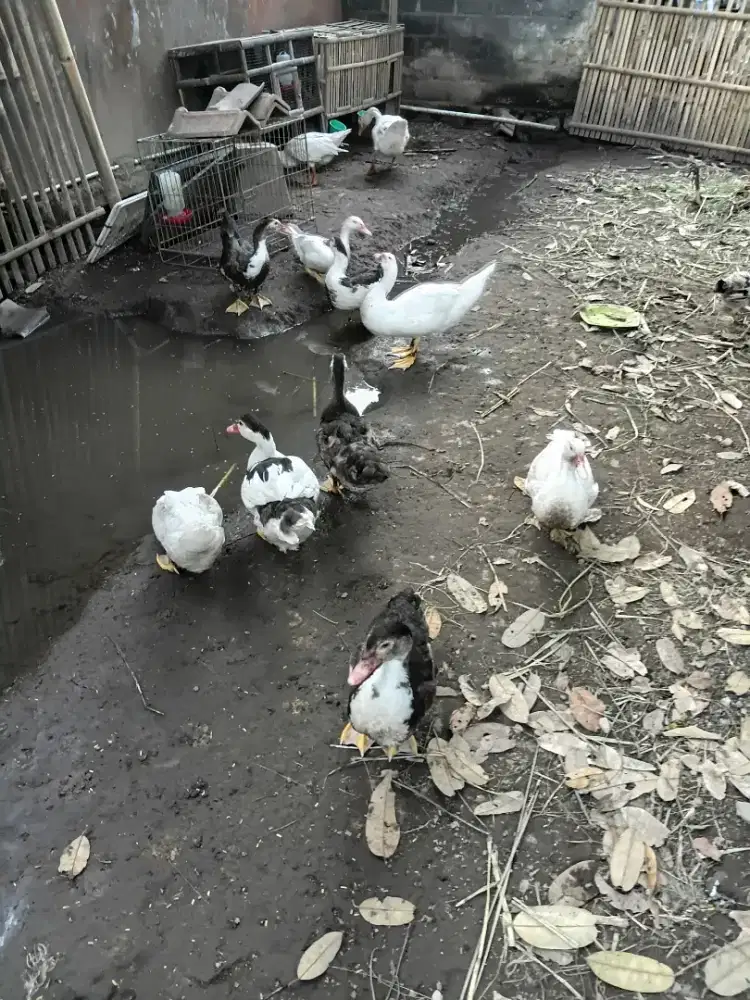 Jual Entok Lokal
4 Jantan dan 6 Betina
Musuk, Boyolali