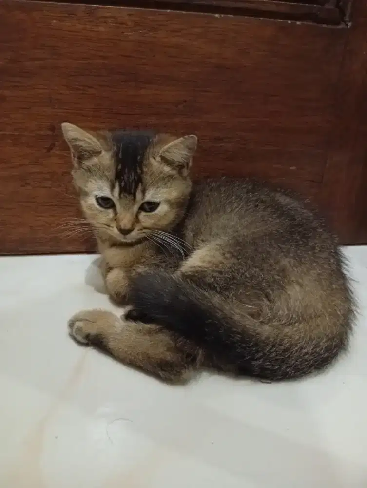 Di jual kitten British Short Hair (BSH) murni