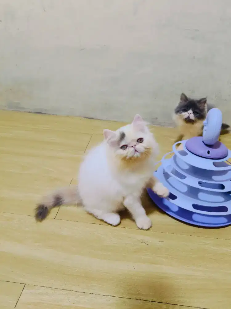 Kitten peaknose