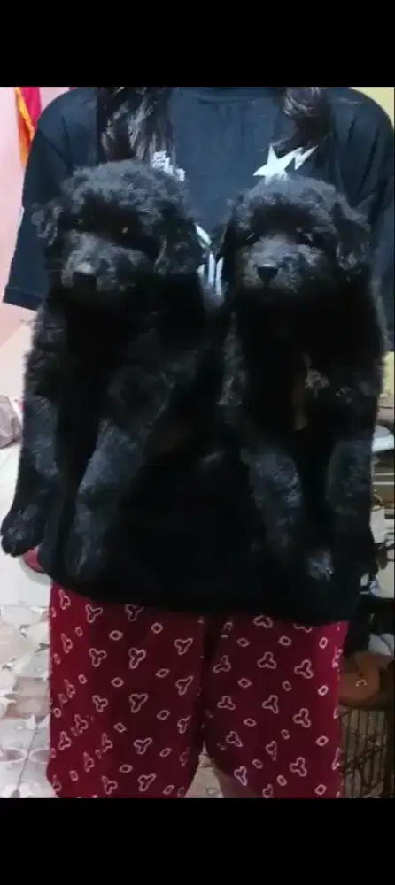 Golden mix herder all black spasang non stbm
