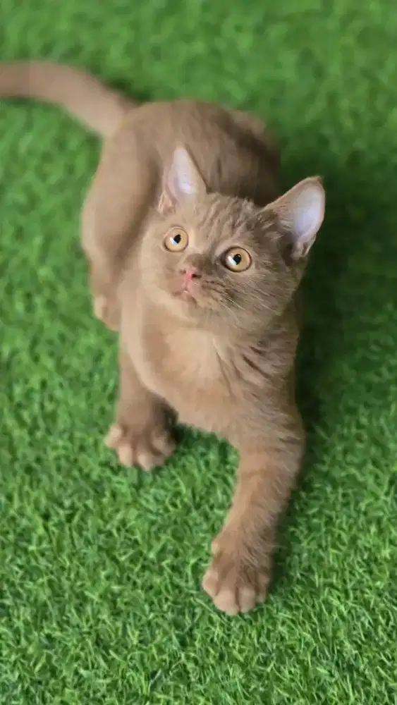 Kucing british shorthair bsh british shorthair