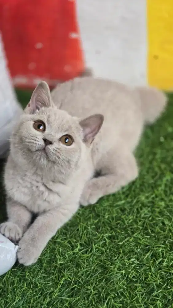 Kucing british shorthair bsh british shorthair