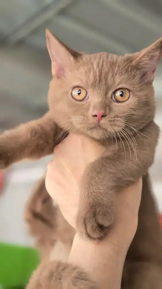 Kucing british shorthair bsh british shorthair