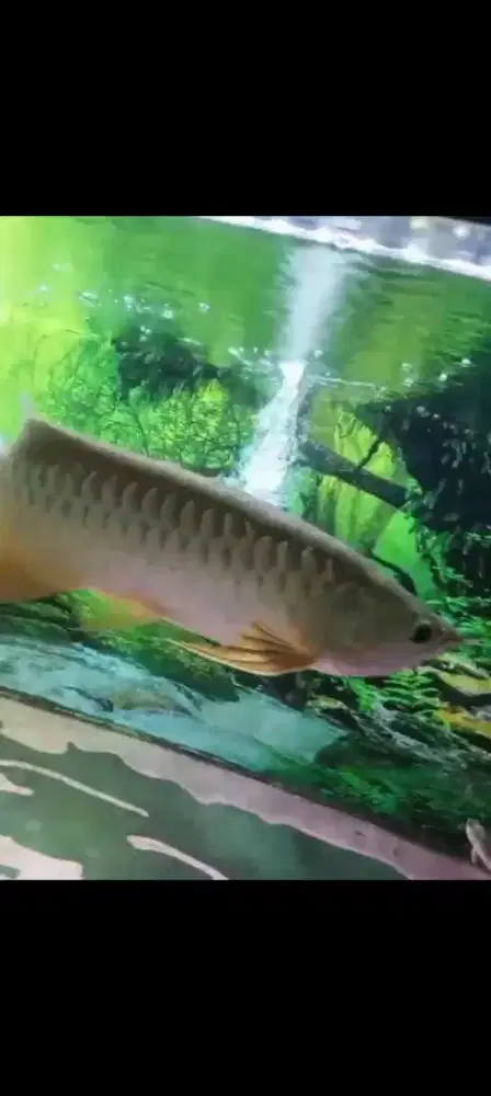 Jual Ikan Arwana golden red