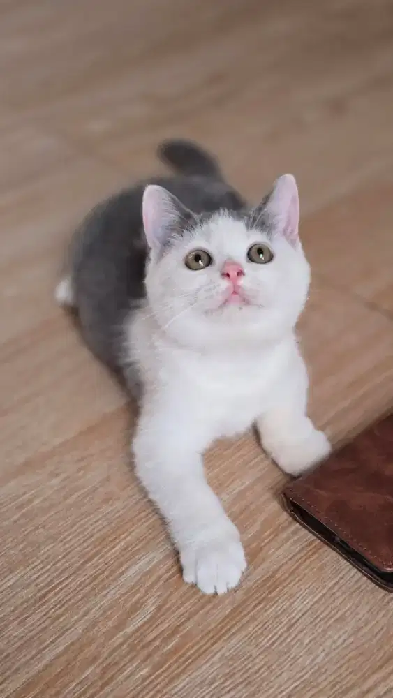Kucing british shorthair bsh british shorthair
