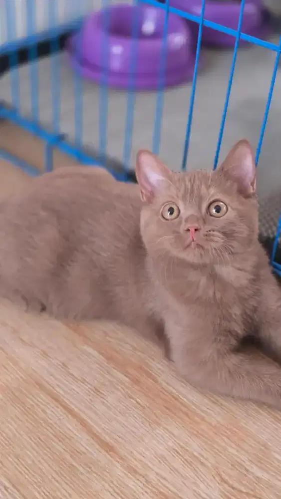 Kucing british shorthair bsh cinamon betina
