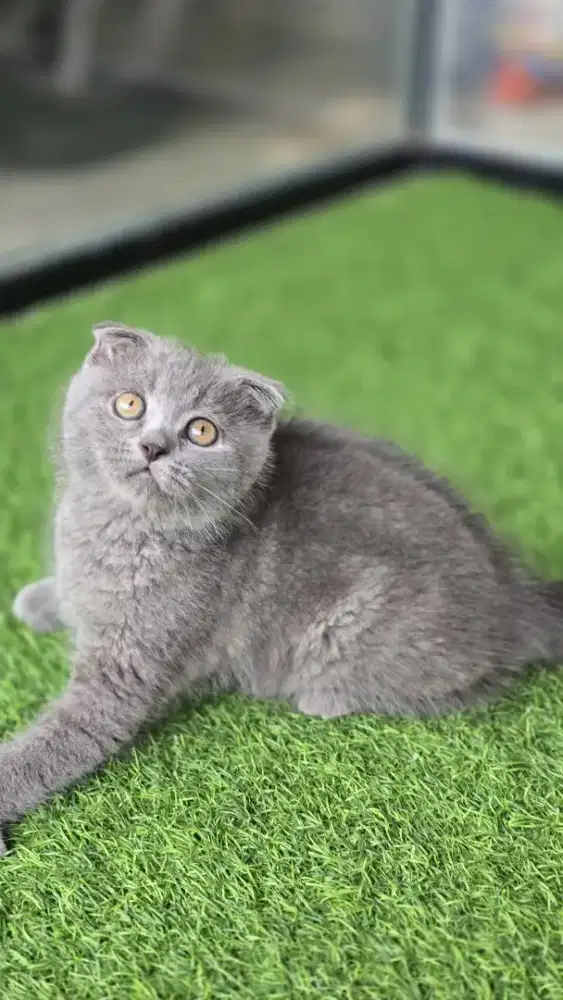 Kucing british shorthair bsh x scotish fold