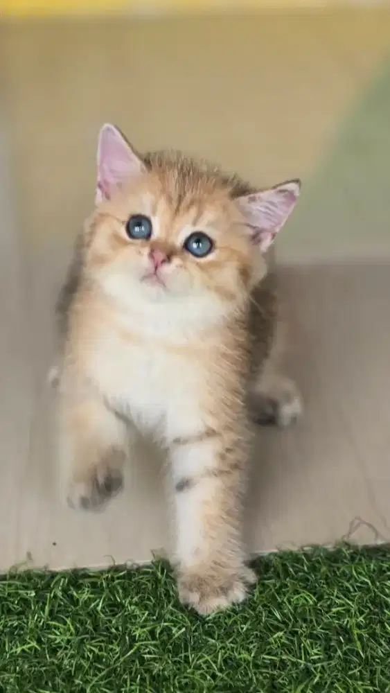 Kucing british shorthair bsh british shorthair