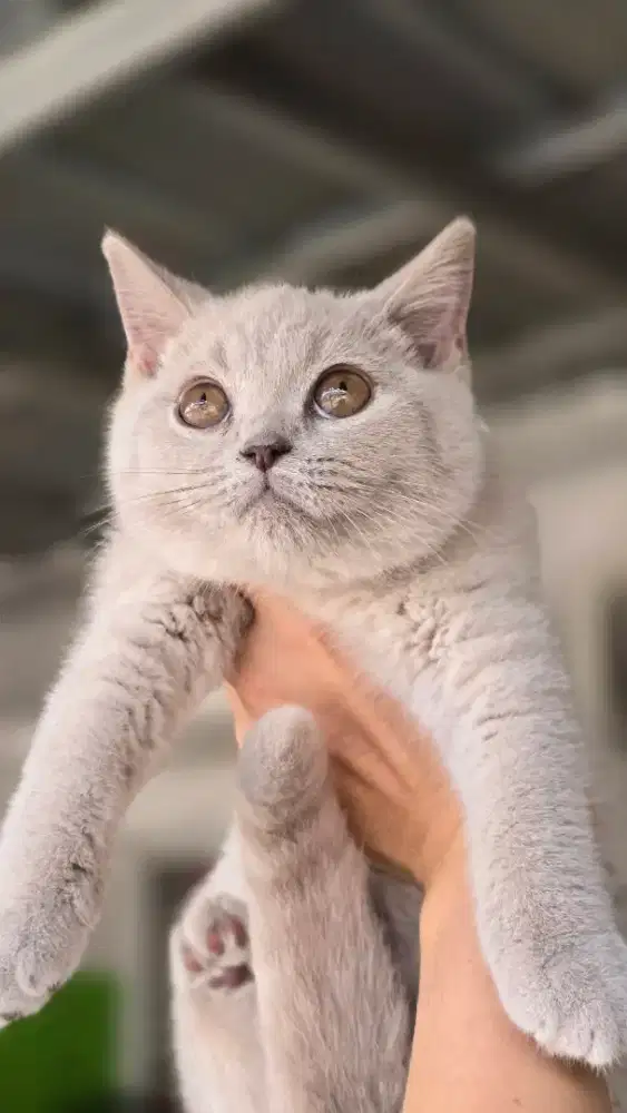 Kucing british shorthair bsh british shorthair