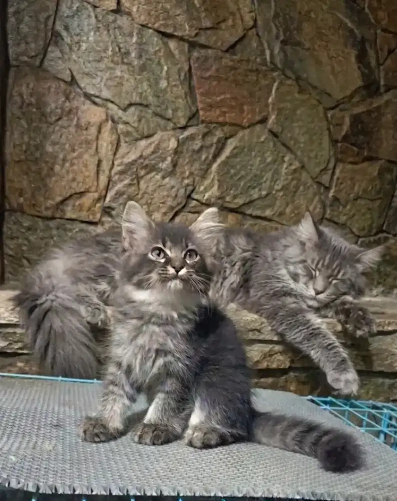 Kitten mainecoon mix persian