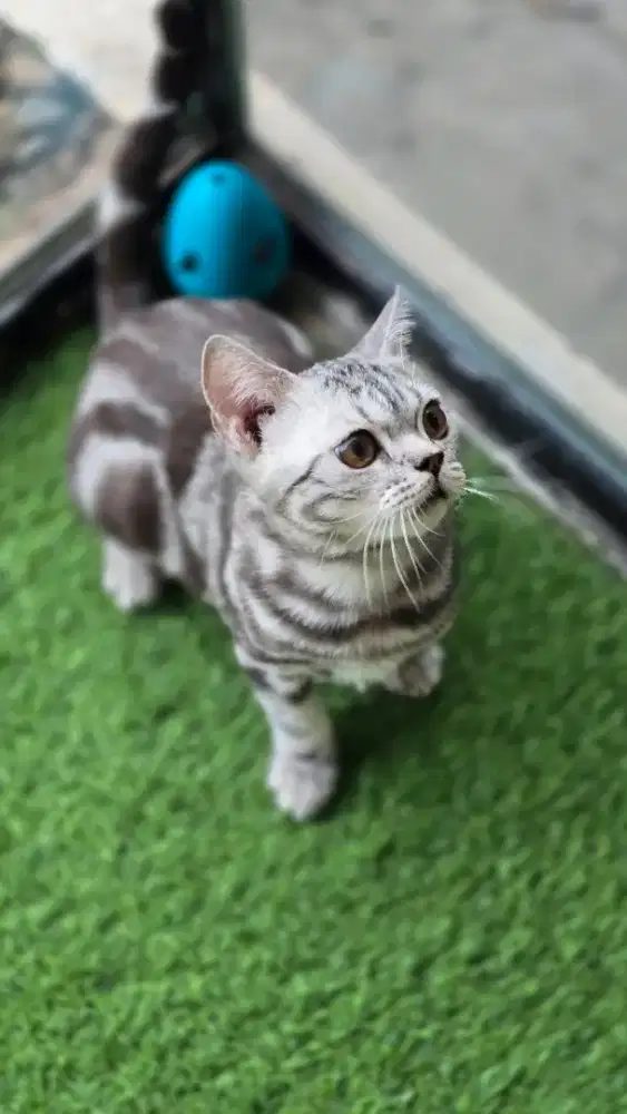 Kucing british shorthair bsh x american shorthair