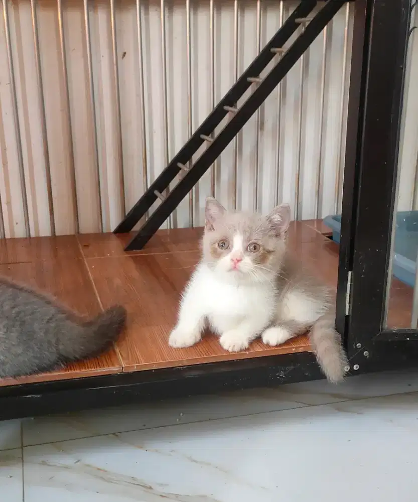 Munchkinbsh bico lilac
