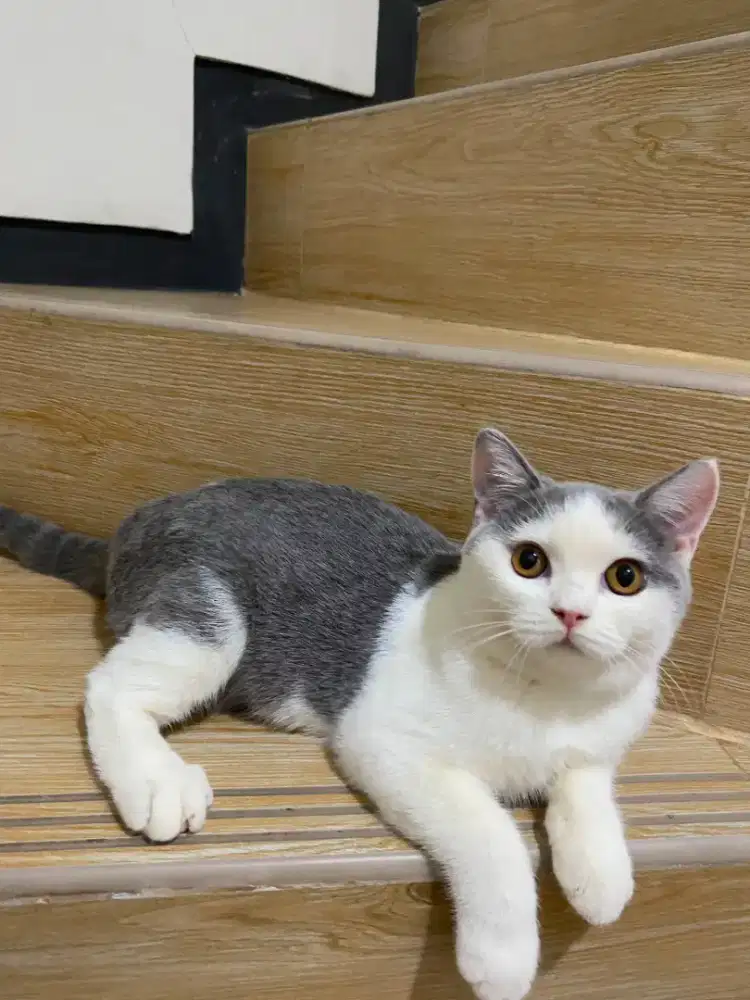 BSH Bico Betina 4 bulan