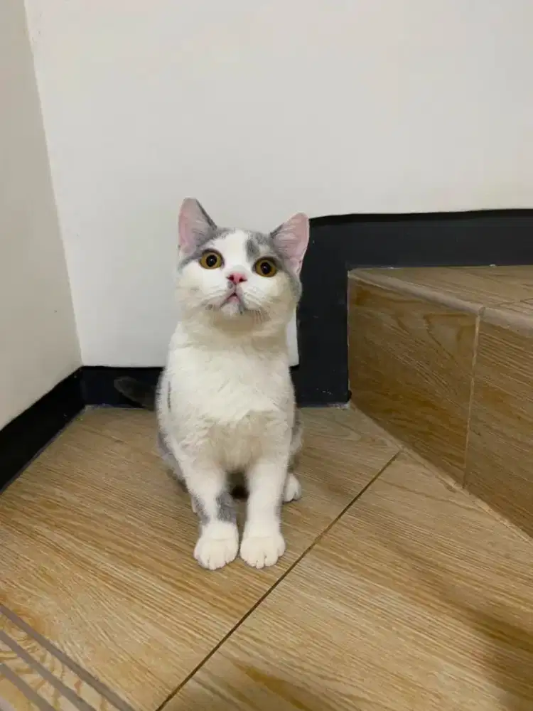 BSH Bico Jantan Usia 4 Bulan