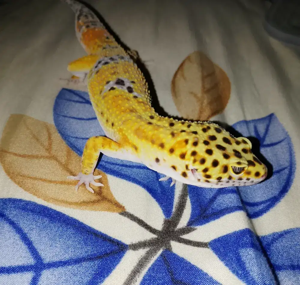 Jual GECKO FREE KALSIUM DAN GUTLOAD