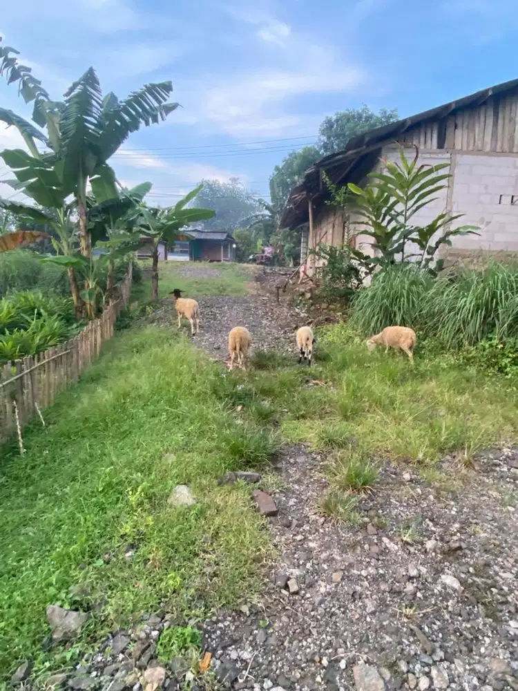 Di jual kebun villa ret ret damai