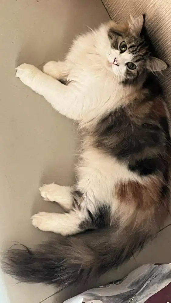 kucing mix persia-mainecoon