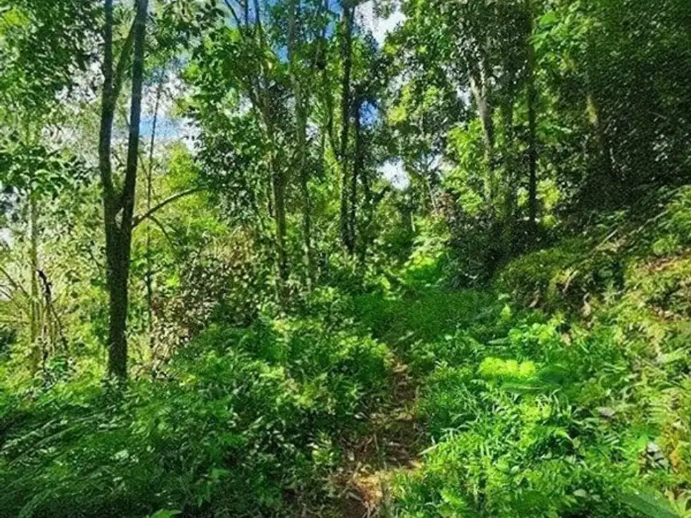 Dijual Tanah Perkebunan Strategis Dekat Pura Luhur Batukaru  – Penatahan, Penebel, Tabanan