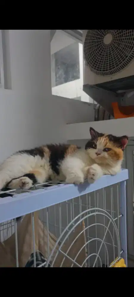 Kucing calici bonus kitten 1