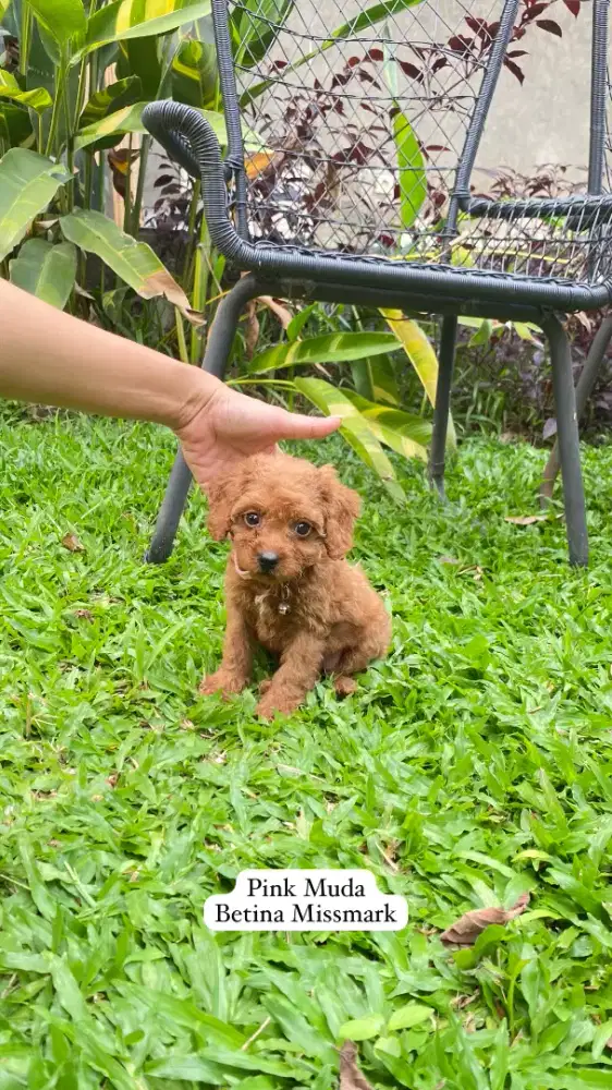 Red Toy Poodle Female & Male ( Pure Breed Poodle ) Bergaransi
