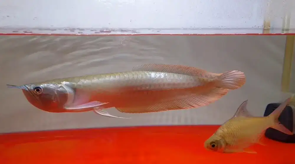 Arwana silver red ukuran 35cm