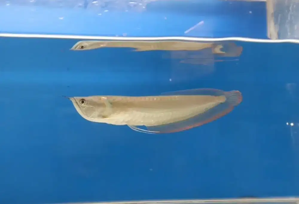 Ikan arwana silver red 27cm