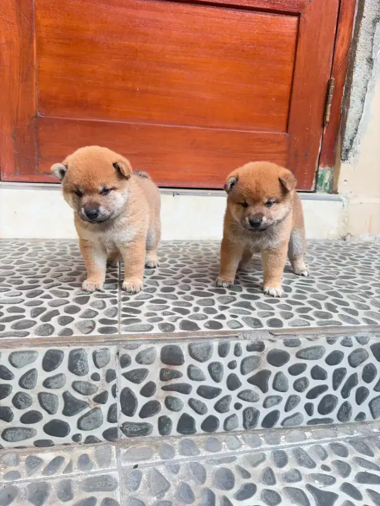 Anjing Shiba inu