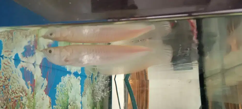 Arwana silver red albino