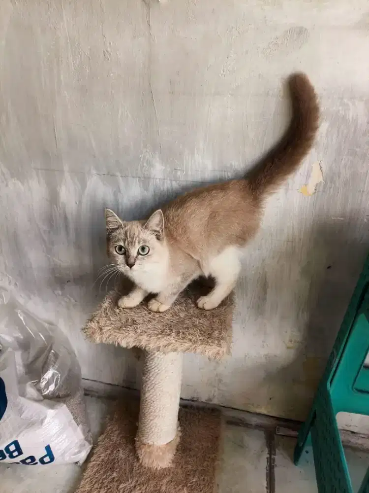 Persia betina 3 bulan