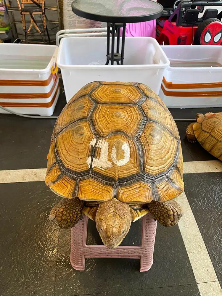 Sulcata indukan WC ( impor ) proven
